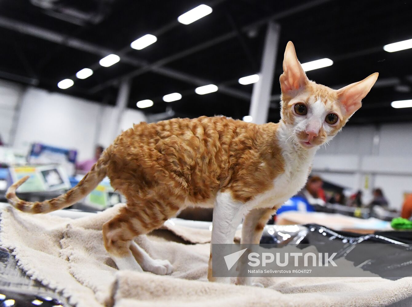 Russia Cats Show