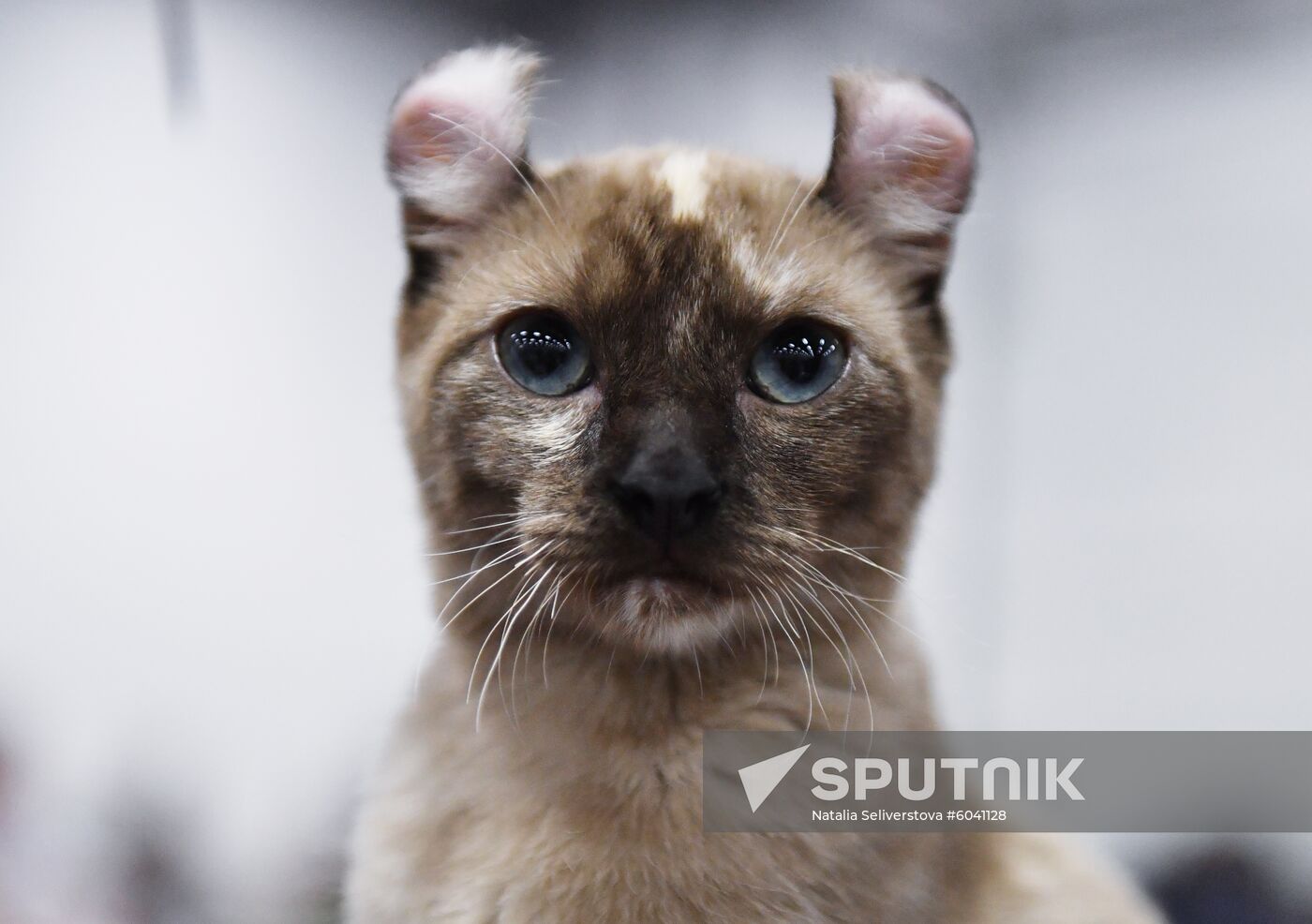 Russia Cats Show
