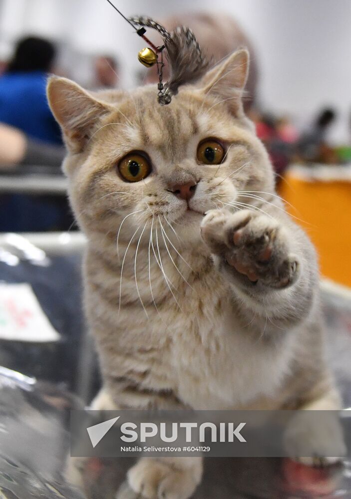Russia Cats Show