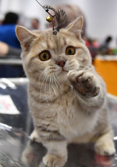 Russia Cats Show