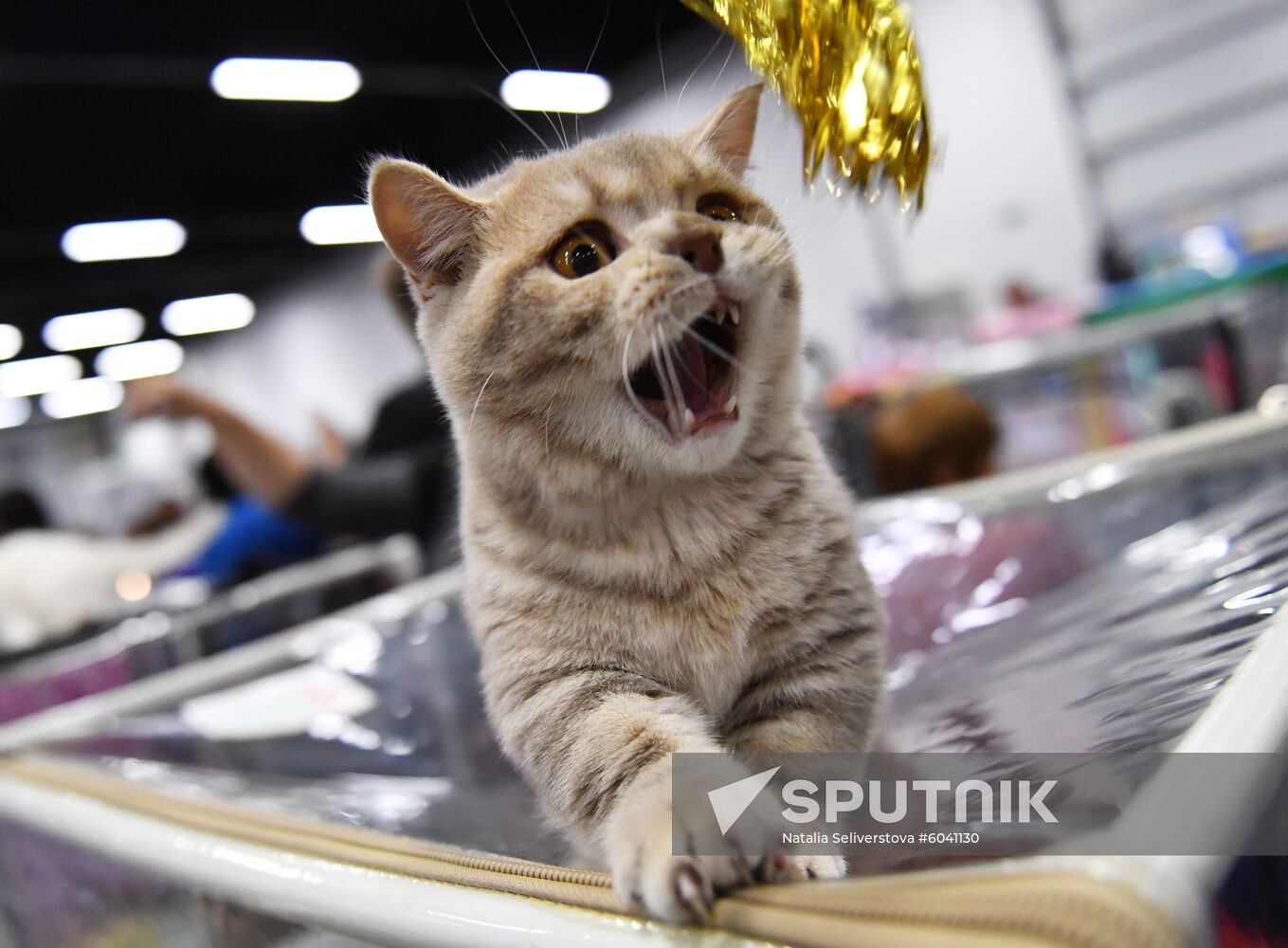 Russia Cats Show