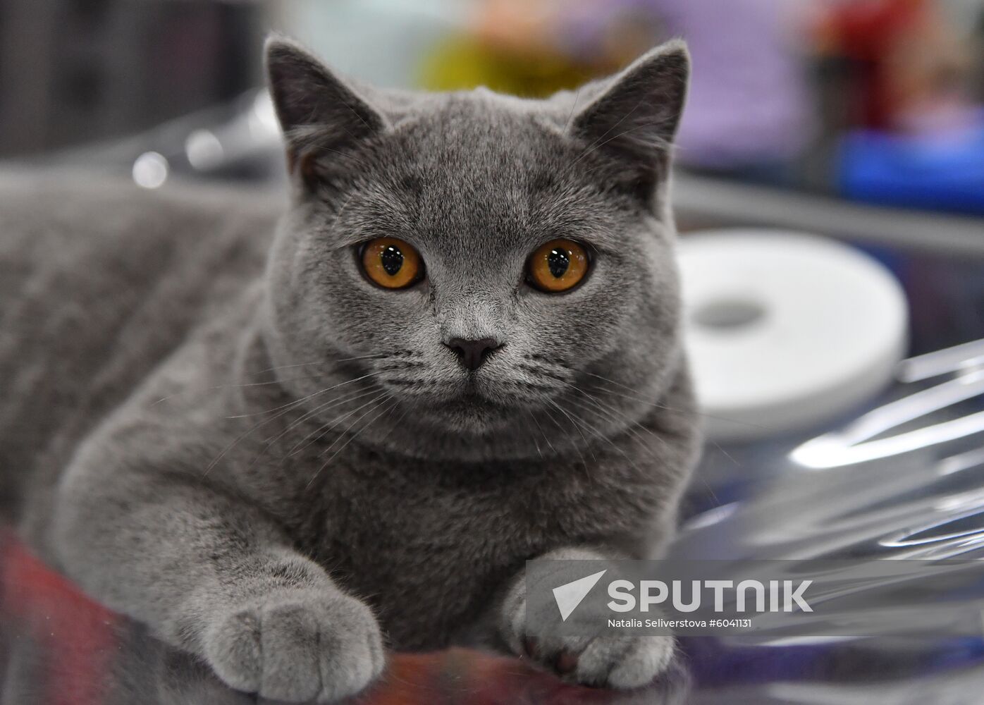 Russia Cats Show