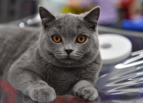 Russia Cats Show