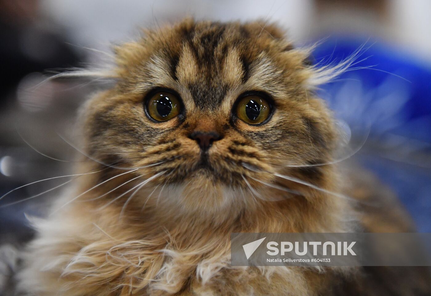 Russia Cats Show