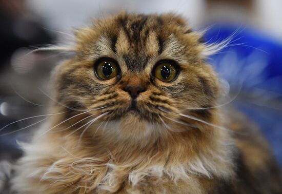 Russia Cats Show