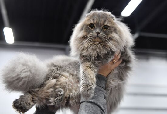 Russia Cats Show