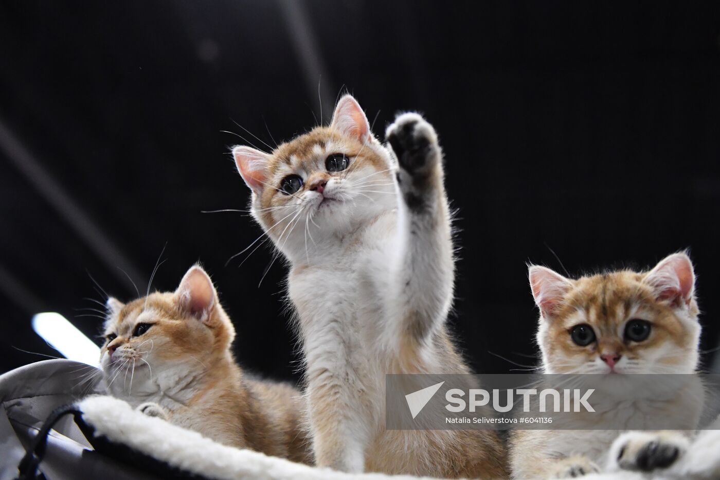 Russia Cats Show