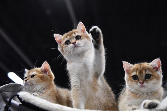 Russia Cats Show