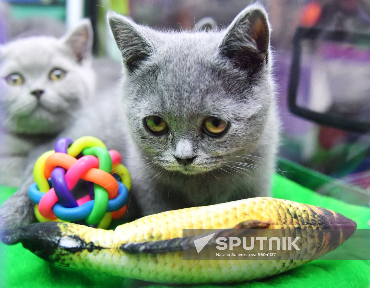 Russia Cats Show
