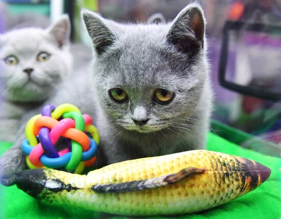 Russia Cats Show
