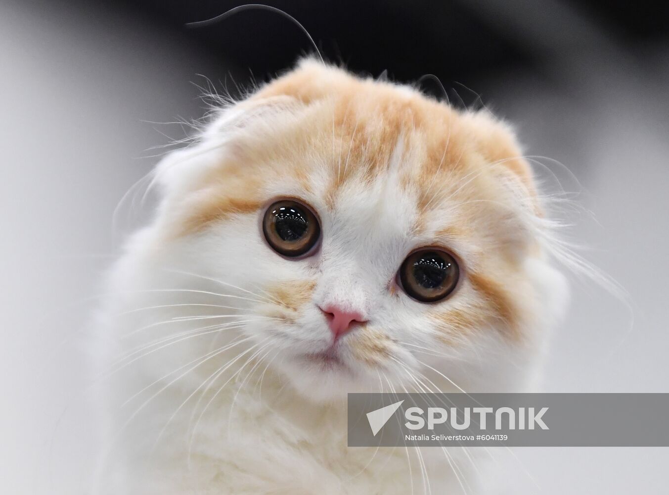 Russia Cats Show
