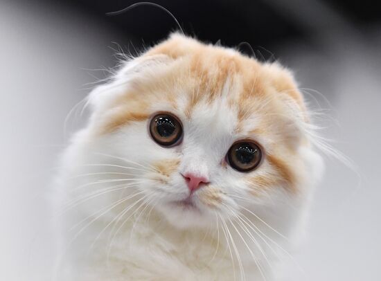 Russia Cats Show