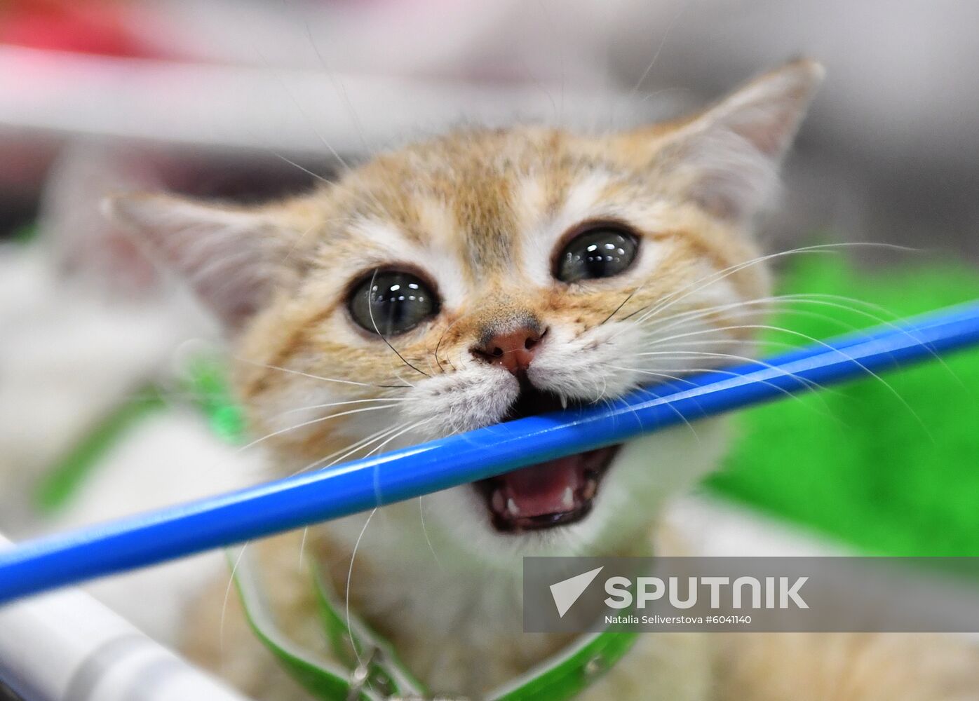 Russia Cats Show