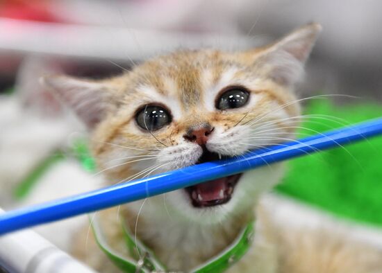 Russia Cats Show