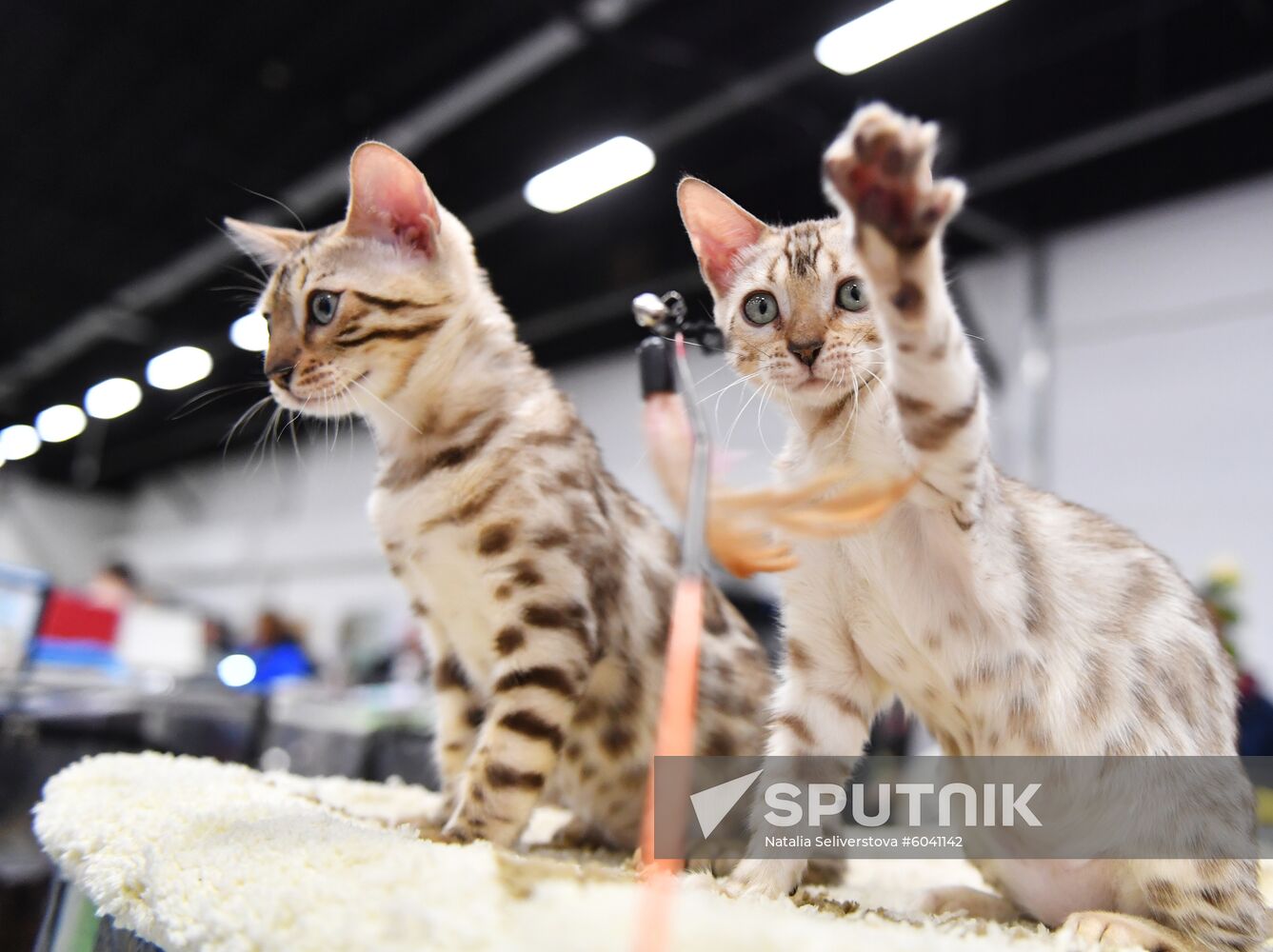 Russia Cats Show