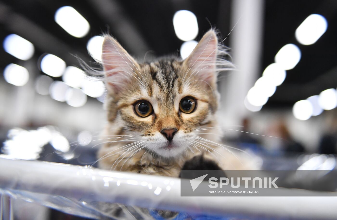 Russia Cats Show