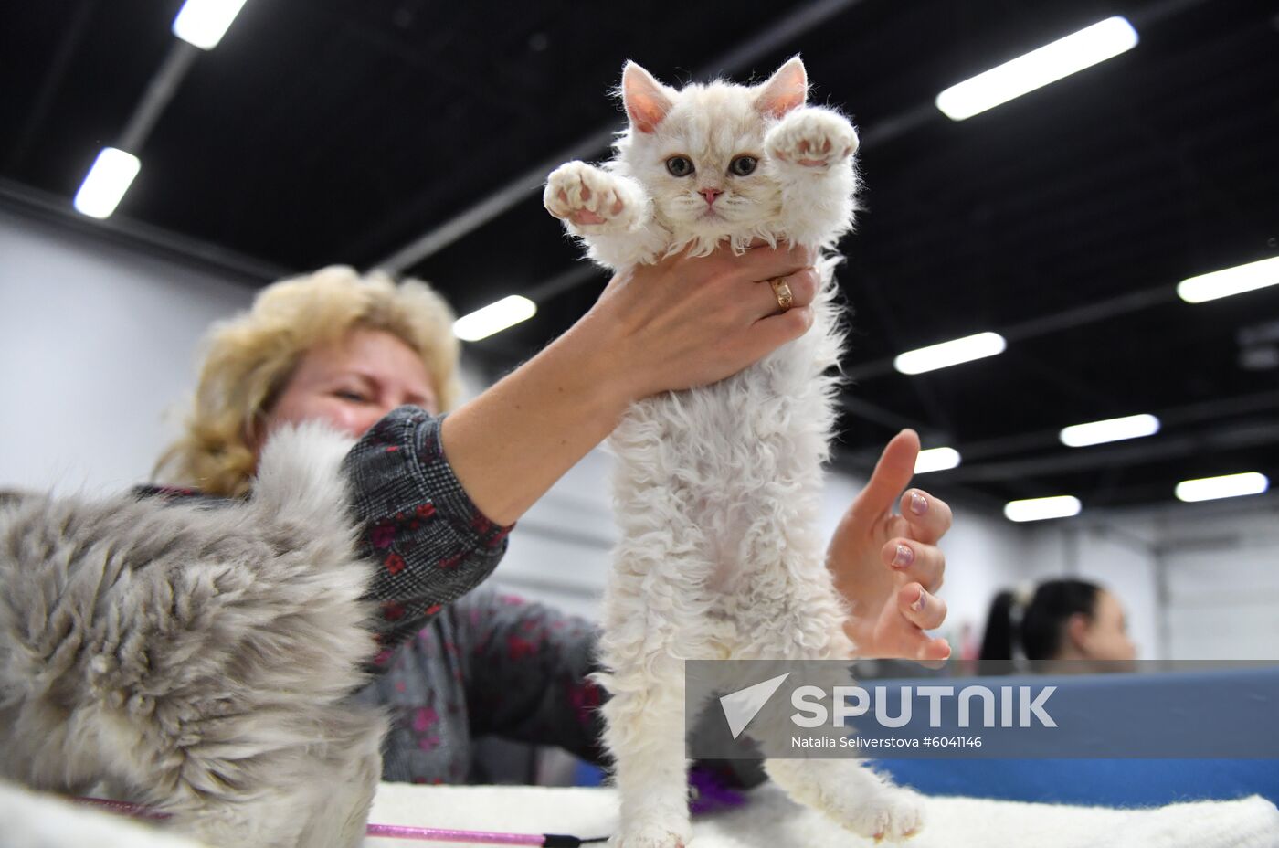 Russia Cats Show