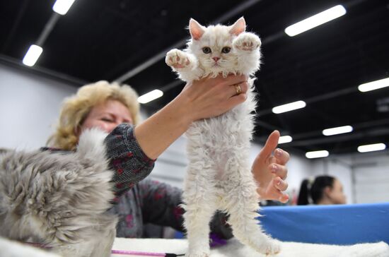 Russia Cats Show