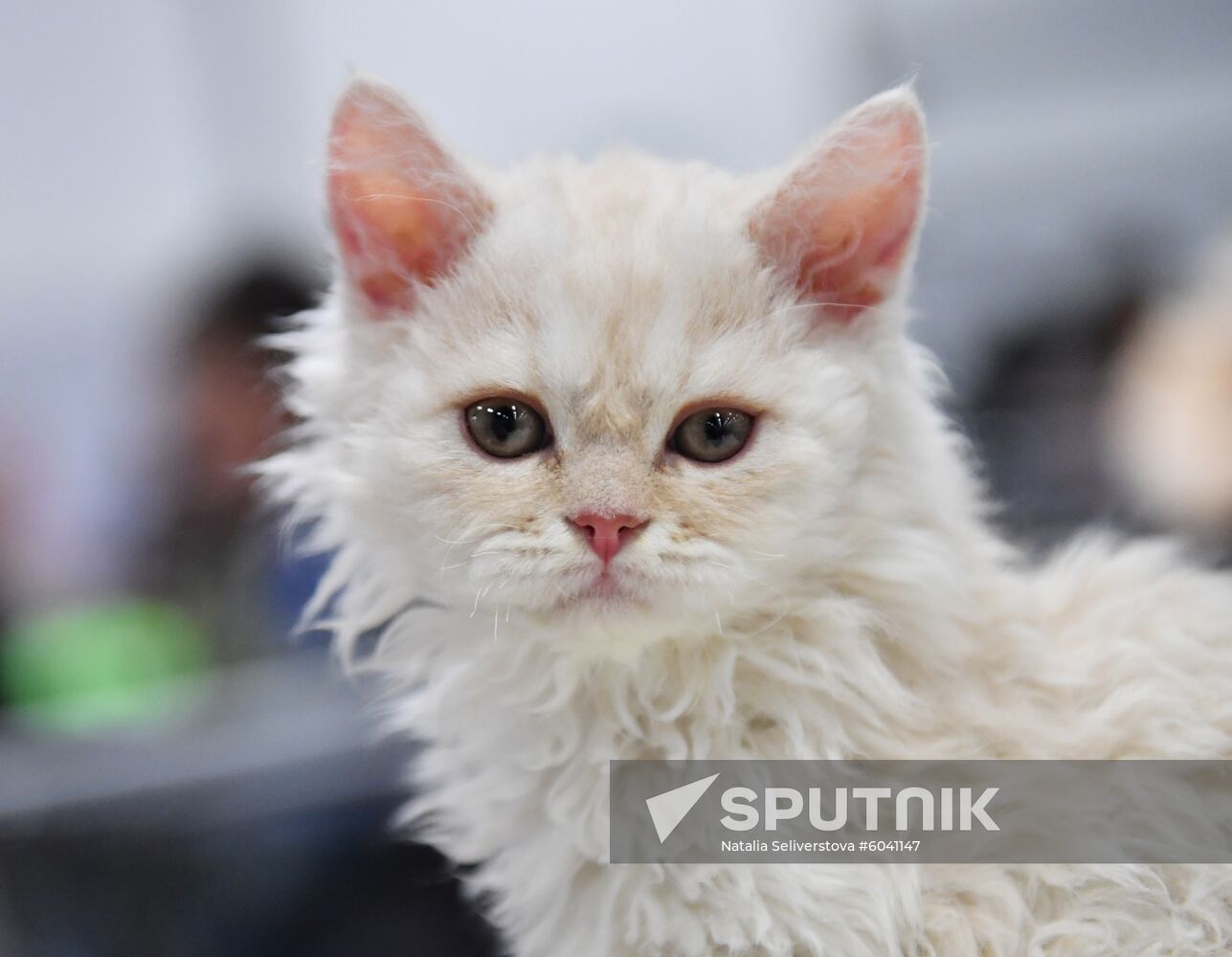 Russia Cats Show