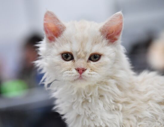 Russia Cats Show