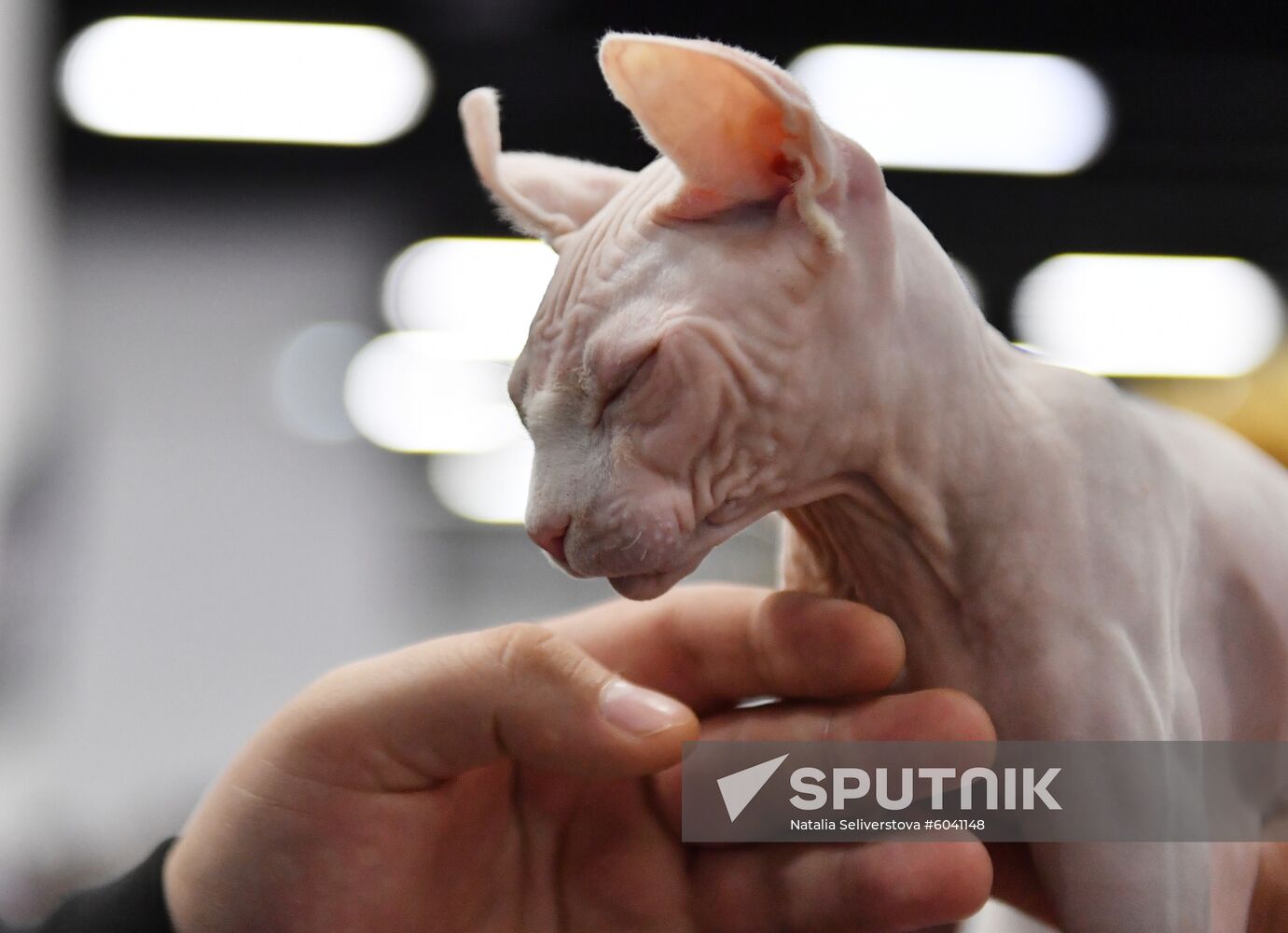 Russia Cats Show