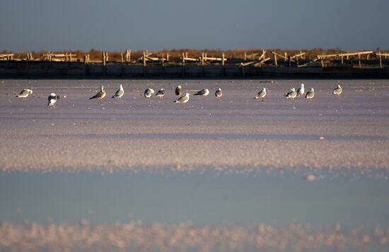 Russia Crimea Salt Harvesting