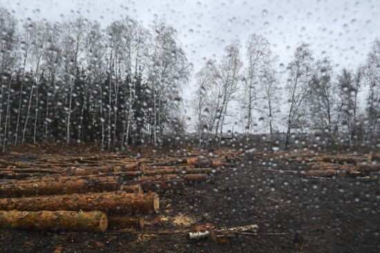 Russia Wood