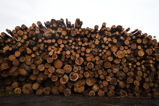 Russia Wood