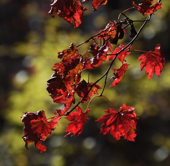 Russia Autumn