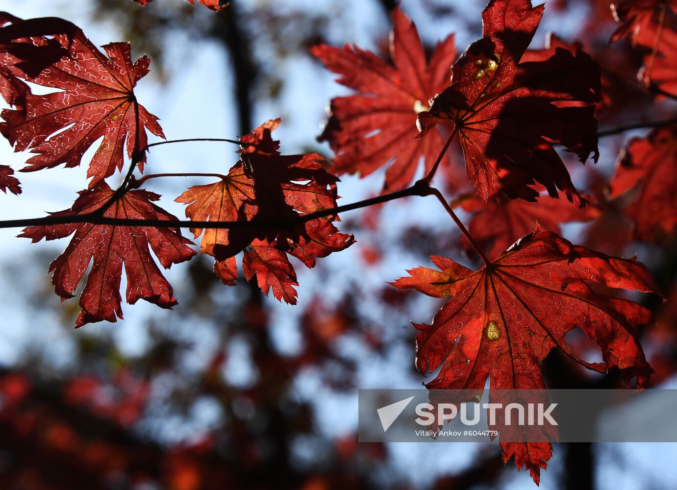 Russia Autumn