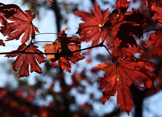 Russia Autumn