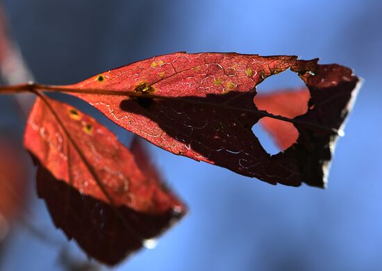 Russia Autumn