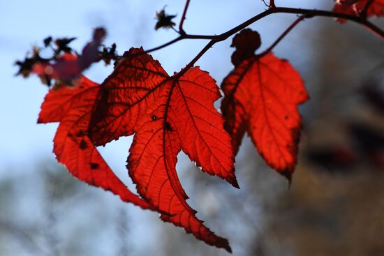 Russia Autumn