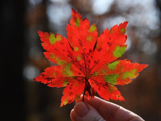 Russia Autumn