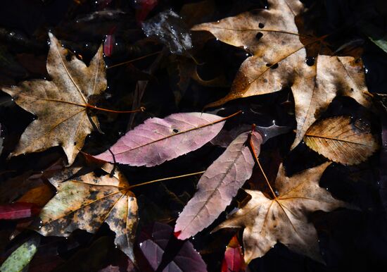 Russia Autumn
