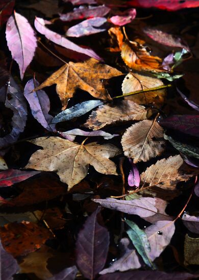 Russia Autumn