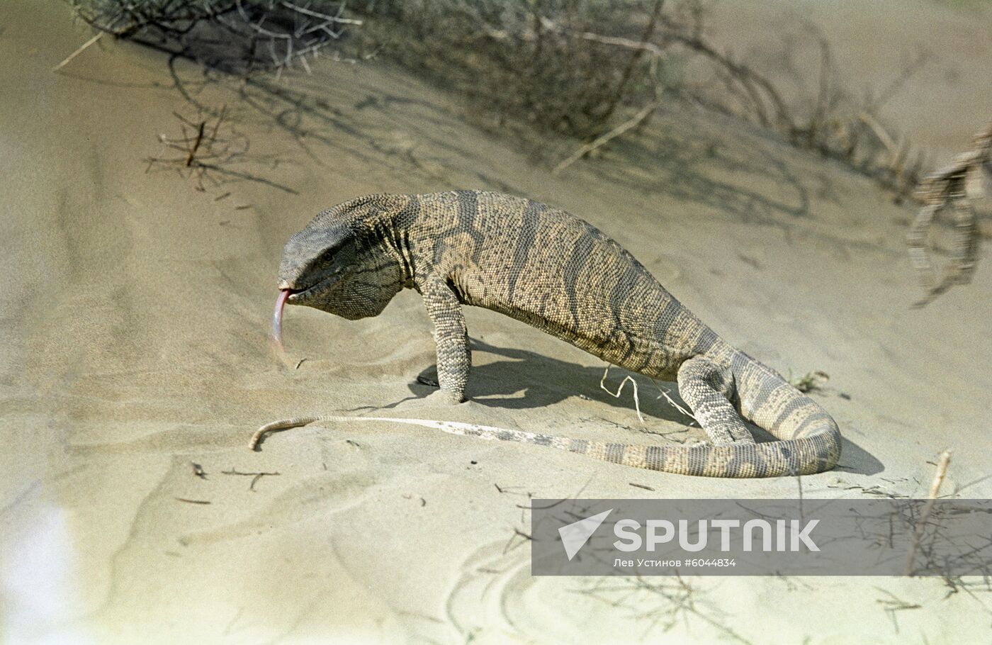 Desert monitor in Karakum Desert