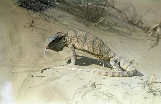 Desert monitor in Karakum Desert