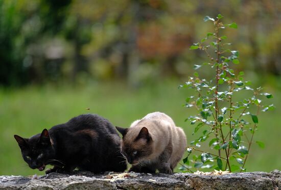 Countries of the world. Portugal
