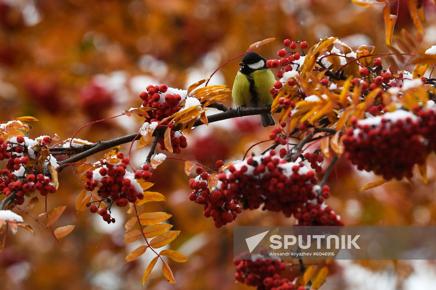 Russia Autumn