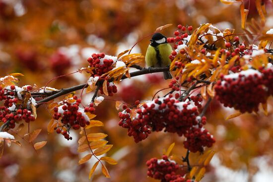 Russia Autumn