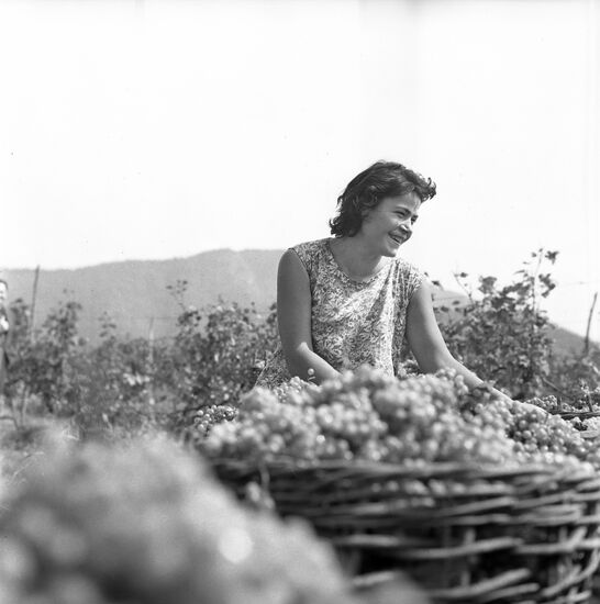 Wine-making state farm in Georgia