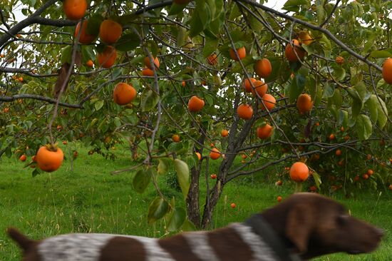Russia Persimmon Harvesting