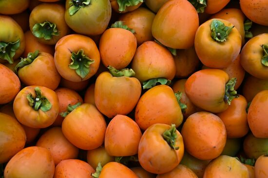 Russia Persimmon Harvesting