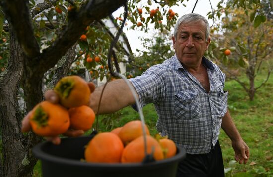 Russia Persimmon Harvesting