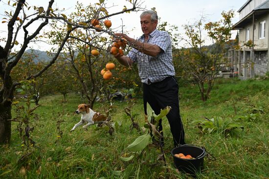 Russia Persimmon Harvesting