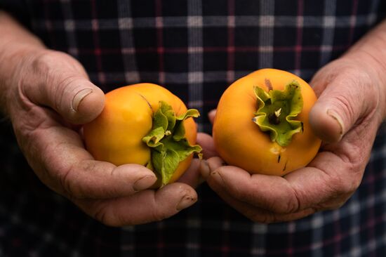 Russia Persimmon Harvesting