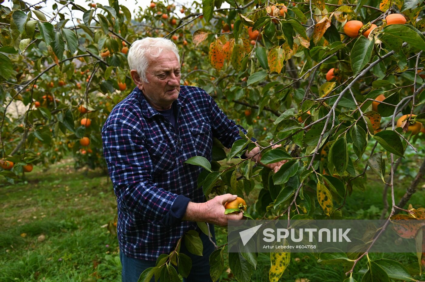Russia Persimmon Harvesting