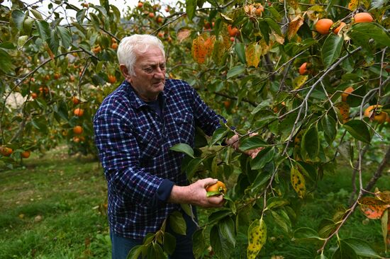 Russia Persimmon Harvesting
