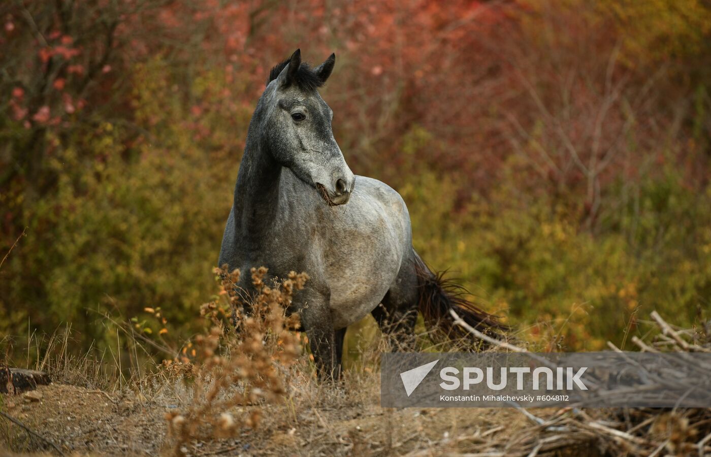 Russia Autumn